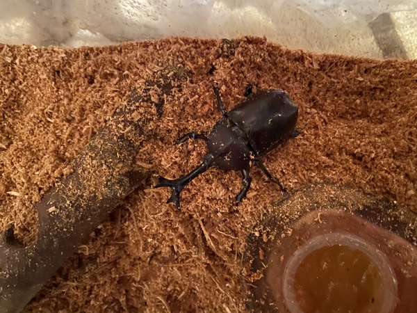 カブトムシ〜^_^